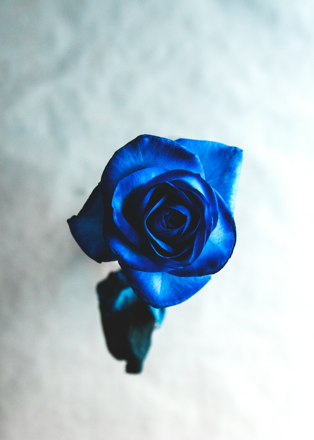 blue rose