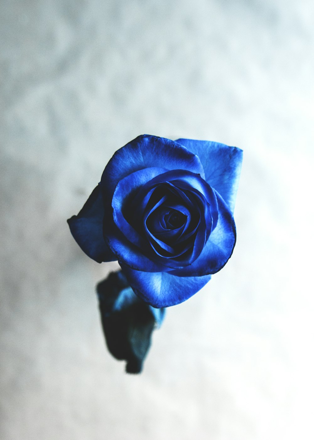 blue rose