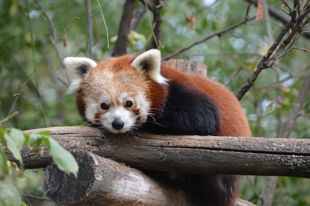 brown and black animal on tree branch