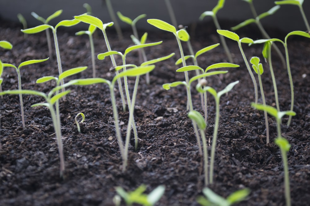 selective focus photography of green-leafed plants