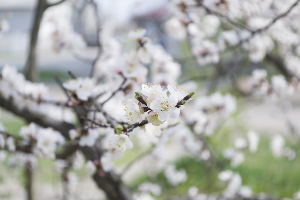 blooming white cherry blossoms