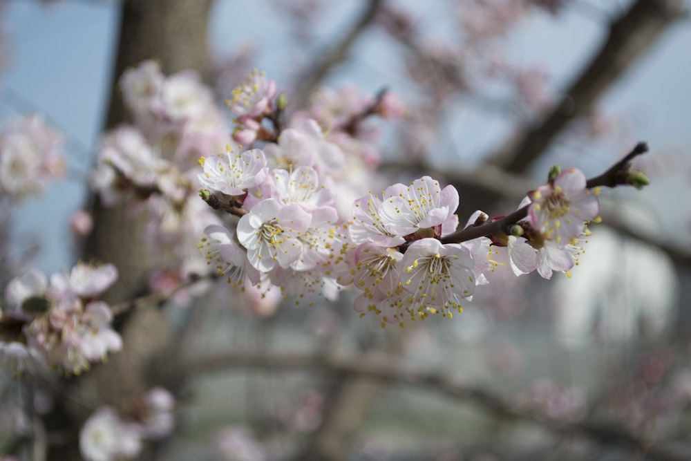 pink Cherry blossoms in selective focus photography