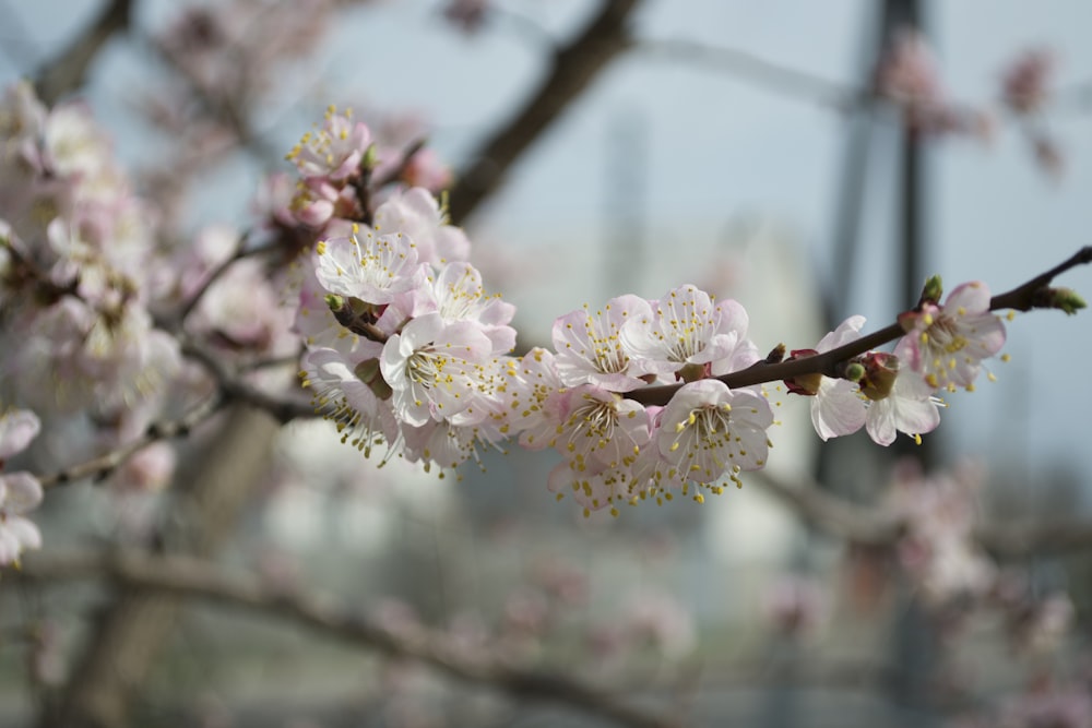 white-petaled fopwer