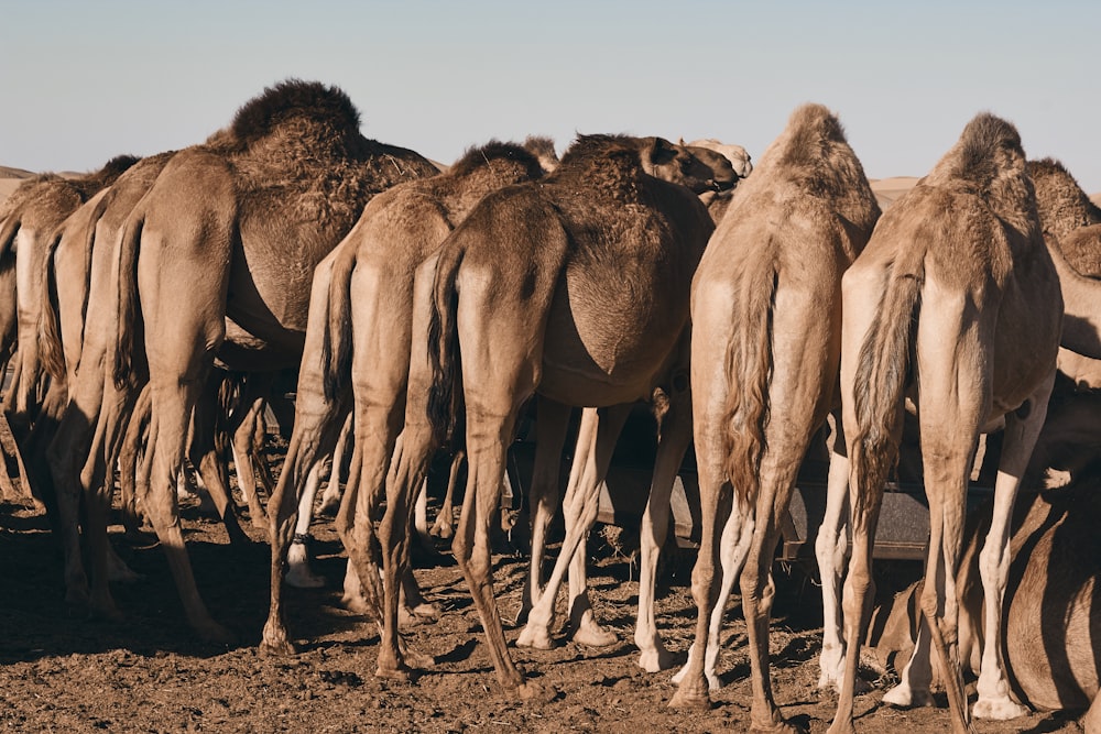 herd of camels during daytime