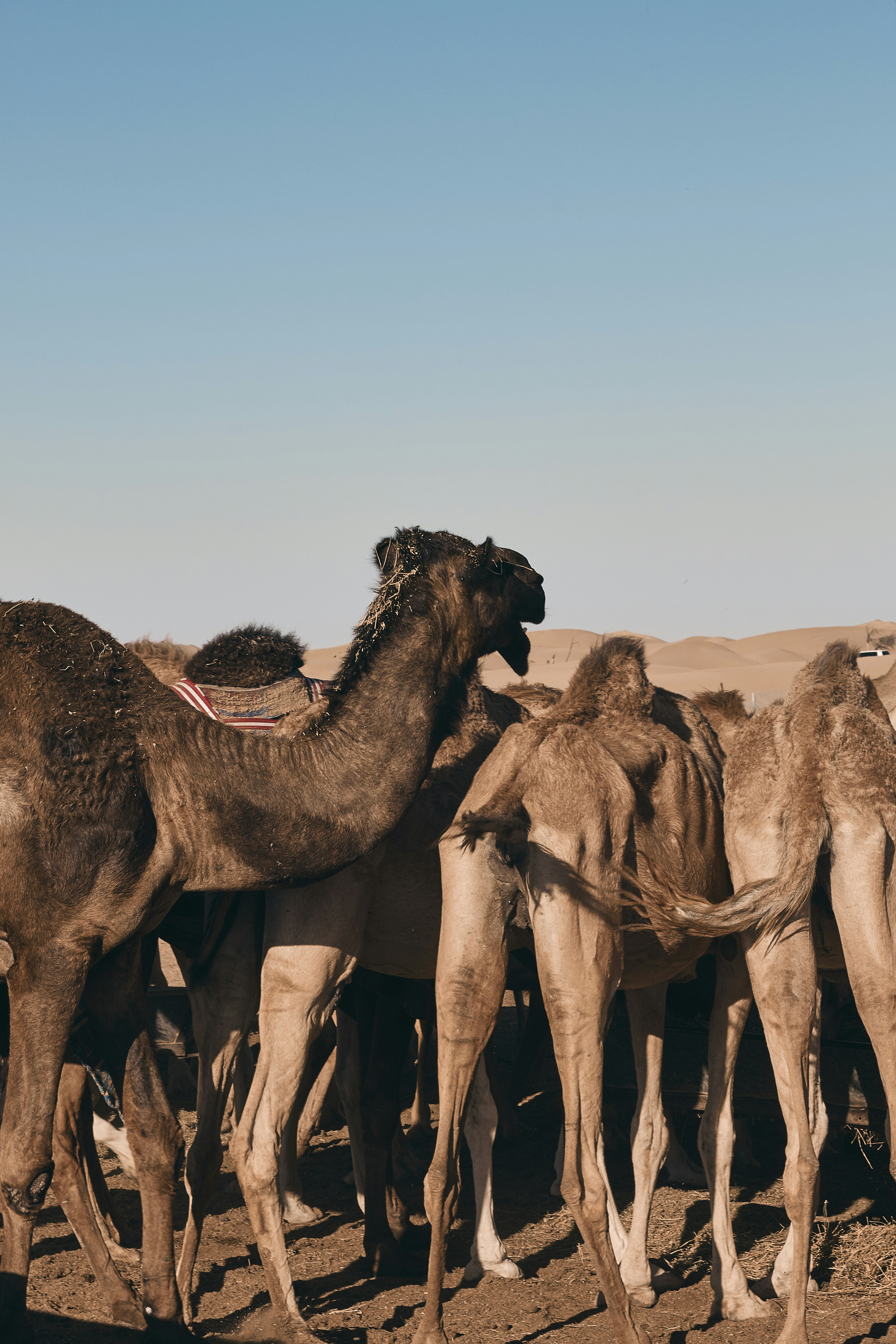 caravan of camel on desert during daytime