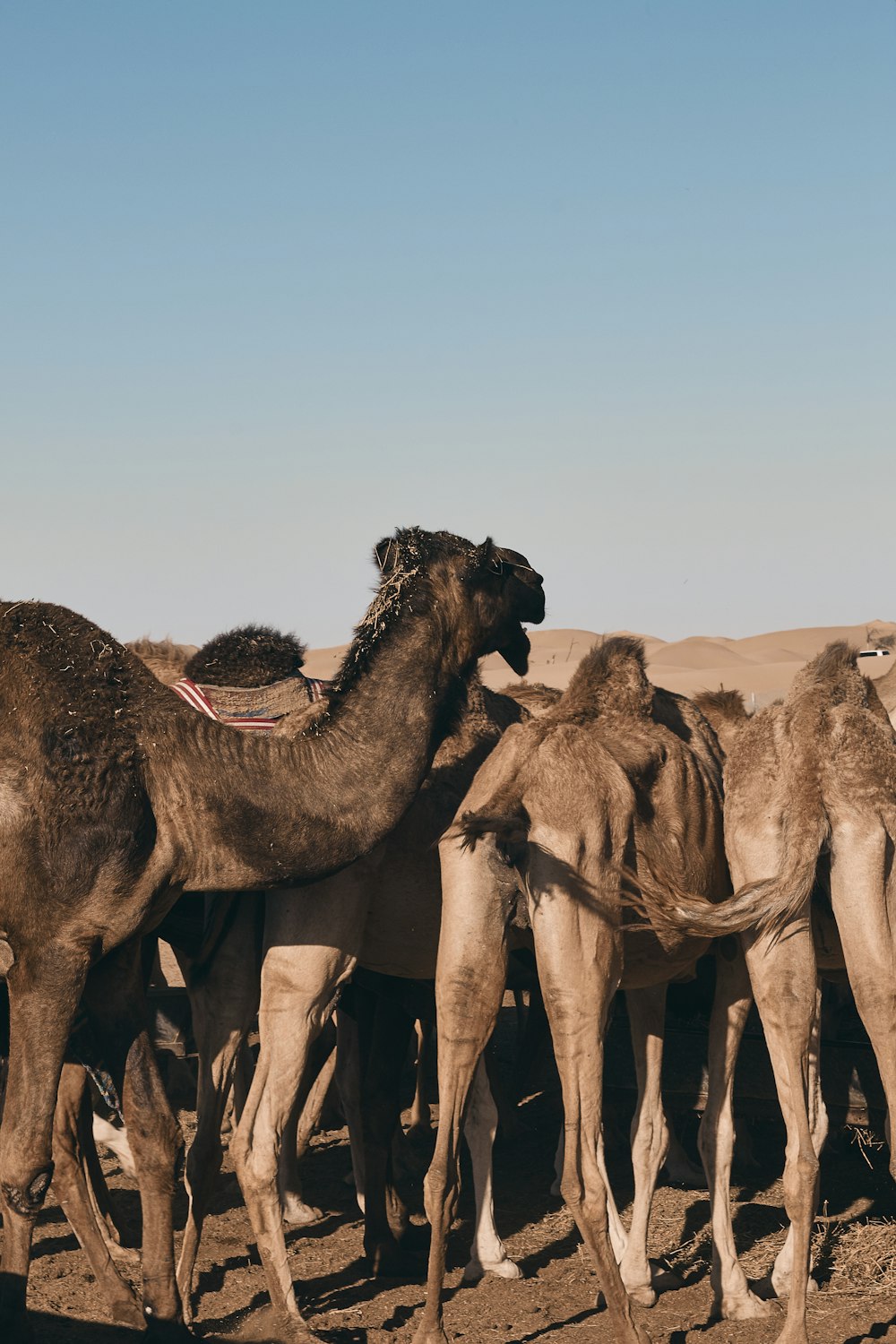caravan of camel on desert during daytime