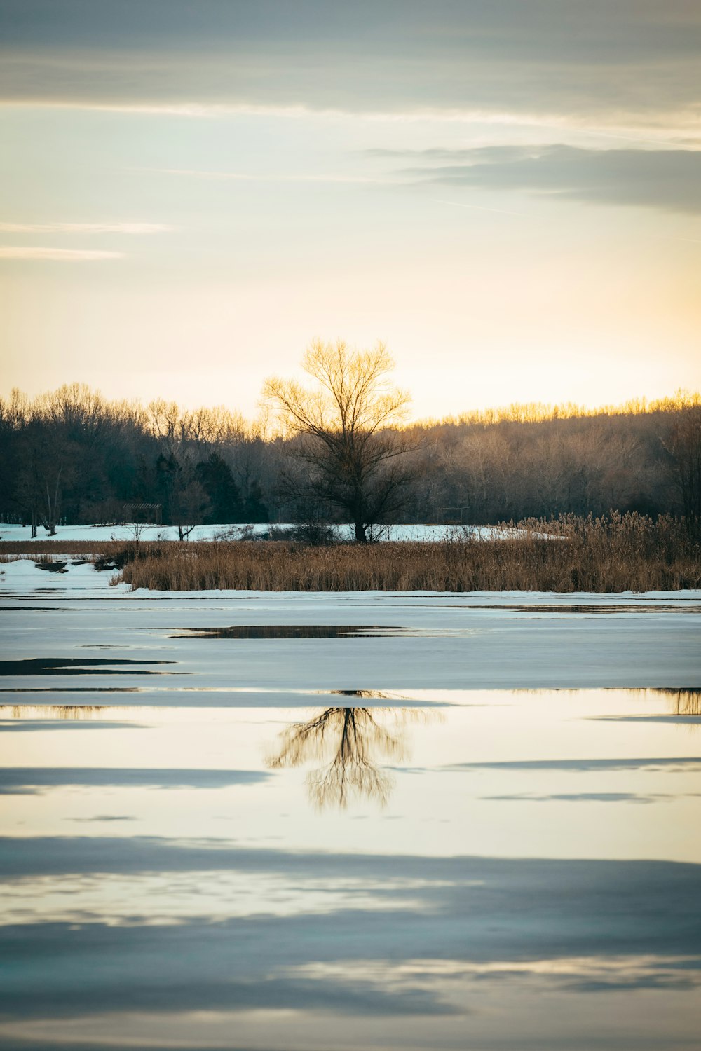 trees near body of water during daytime