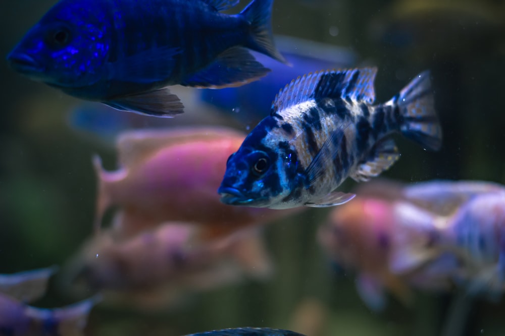 Fotografía de enfoque selectivo de dos peces azules