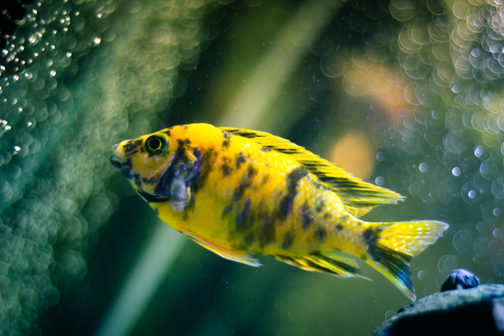 yellow and black fish in macro photography