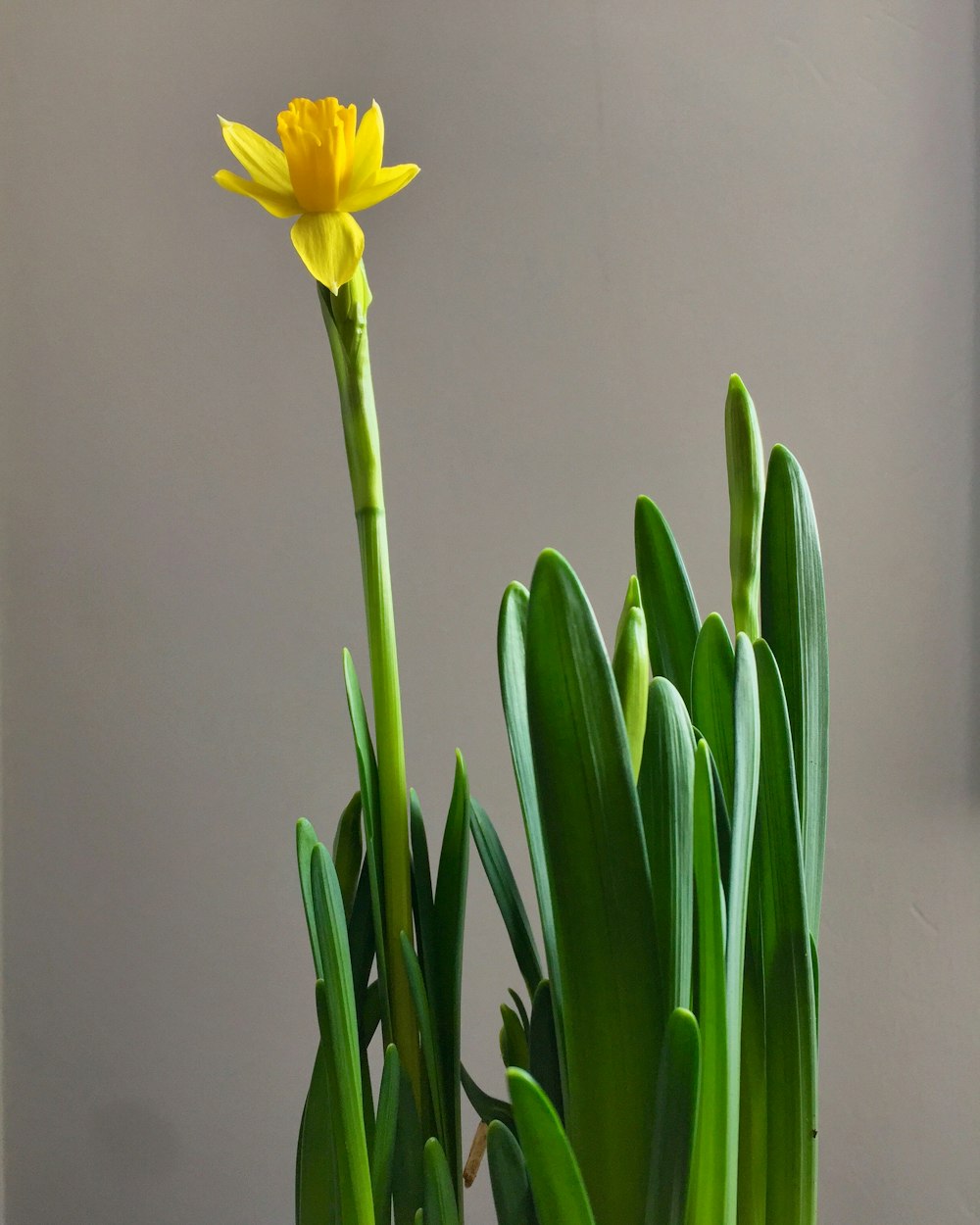 yellow petaled flower close up photo