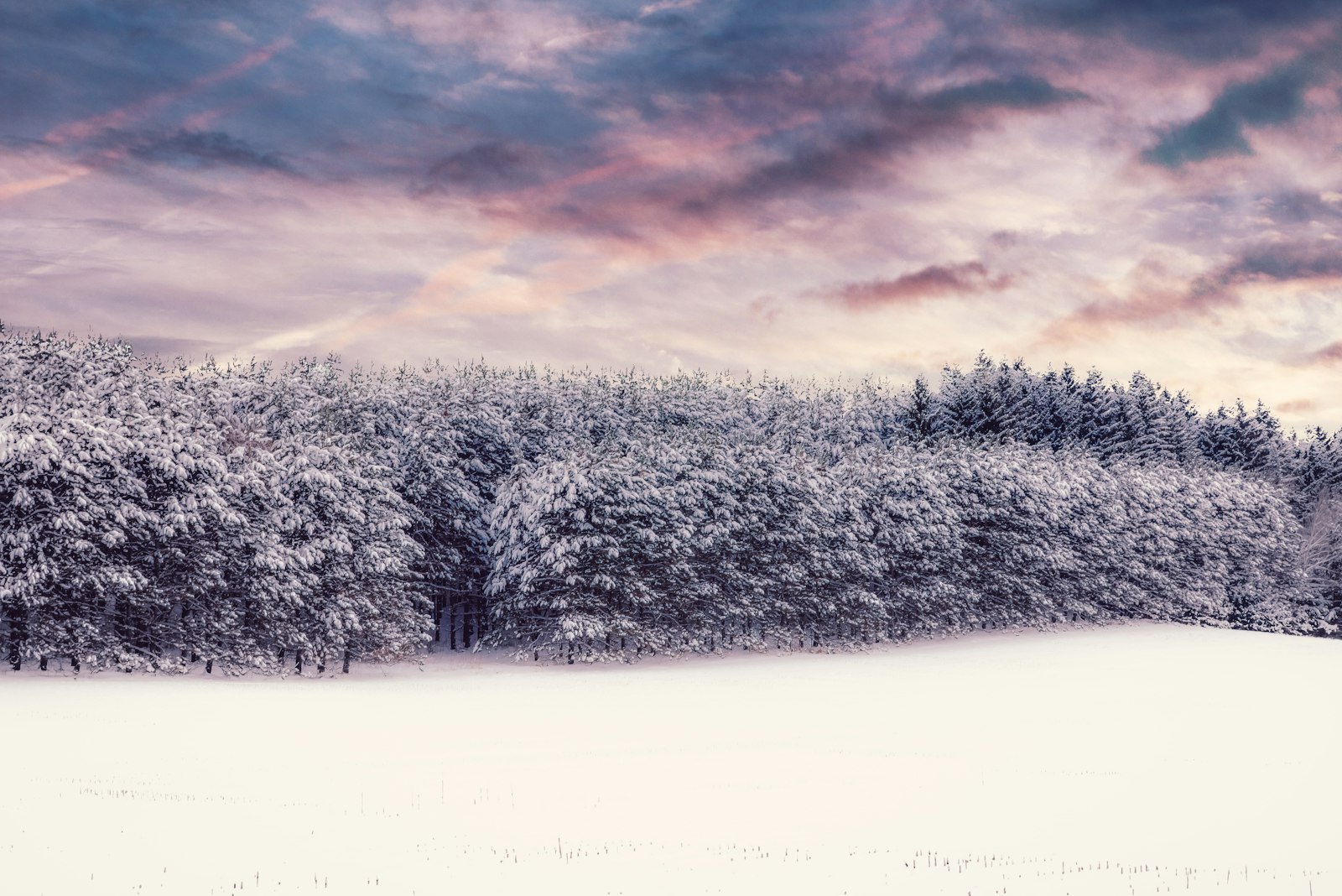 Nikon D800E + Tamron AF 28-75mm F2.8 XR Di LD Aspherical (IF) sample photo. Trees with snow during photography