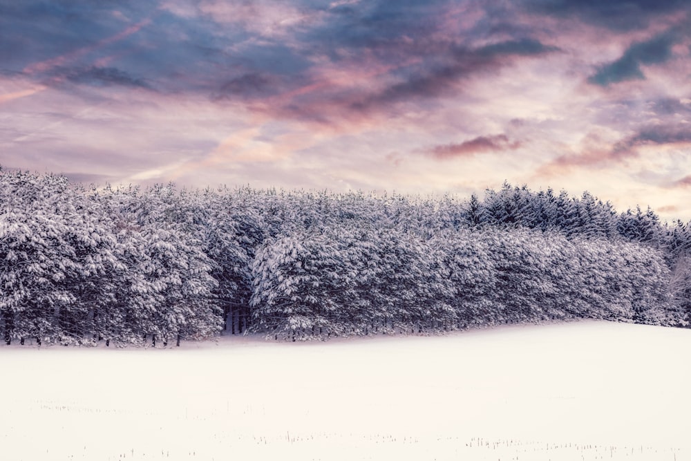 trees with snow during winter season