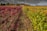 A vineyard stretches out with rows of grapevines exhibiting both red and green leaves under a cloudy sky. In the background, a house or winery is visible among autumn-colored trees.