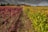A vineyard stretches out with rows of grapevines exhibiting both red and green leaves under a cloudy sky. In the background, a house or winery is visible among autumn-colored trees.