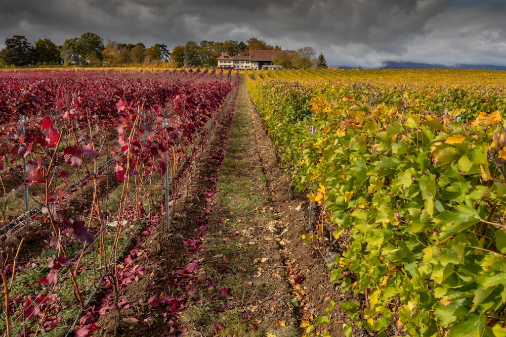 Grünes und violettes Gartenfeld in der Nähe des Hausbesichtigungsweges ohne Menschen