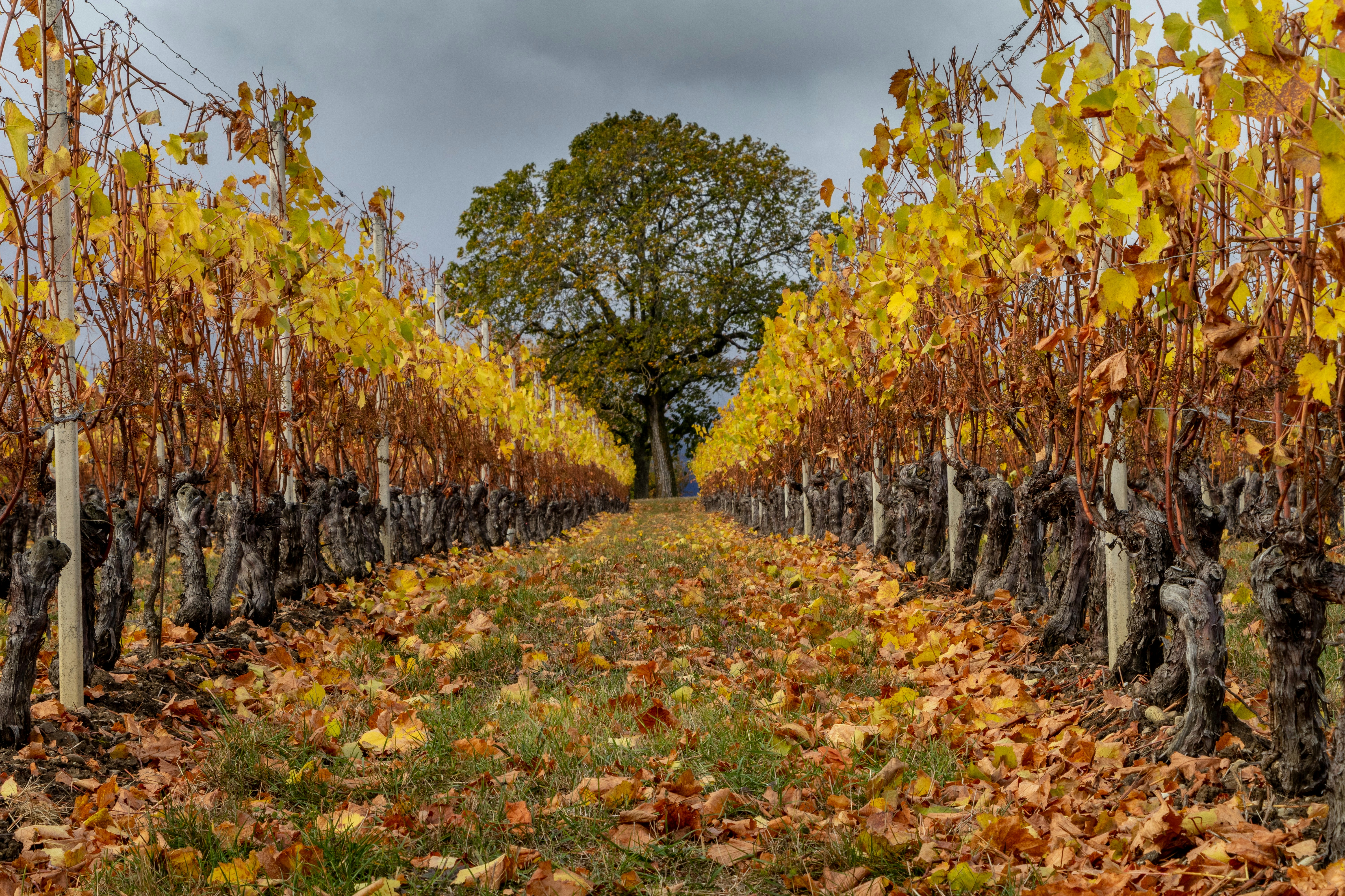 brown trees under gray sky, 