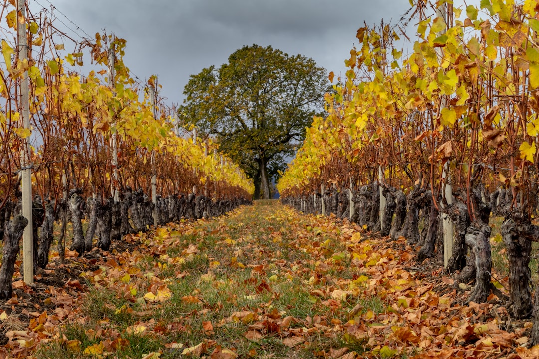 brown trees under gray sky,