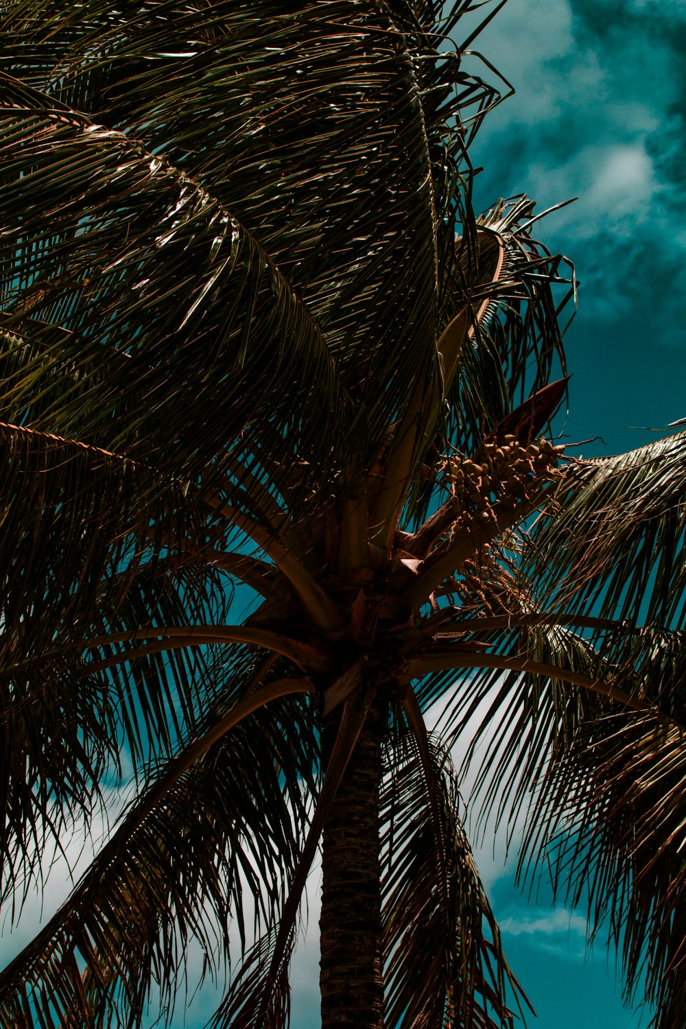 coconut tree