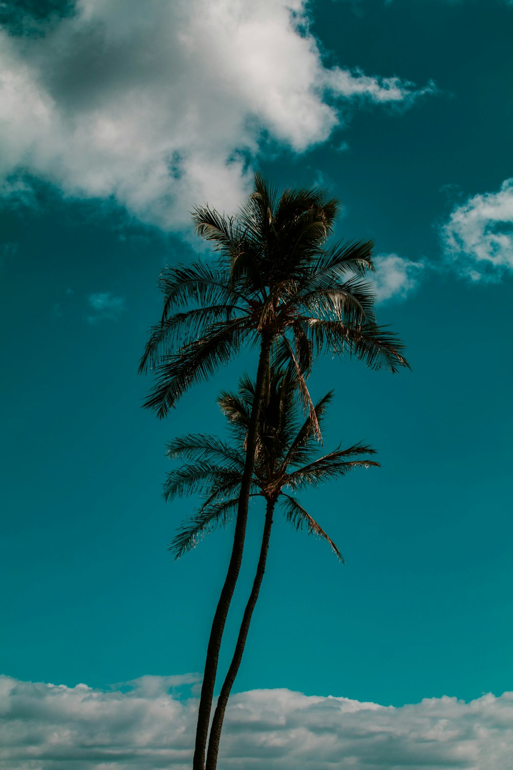 green palm tree under blue sky