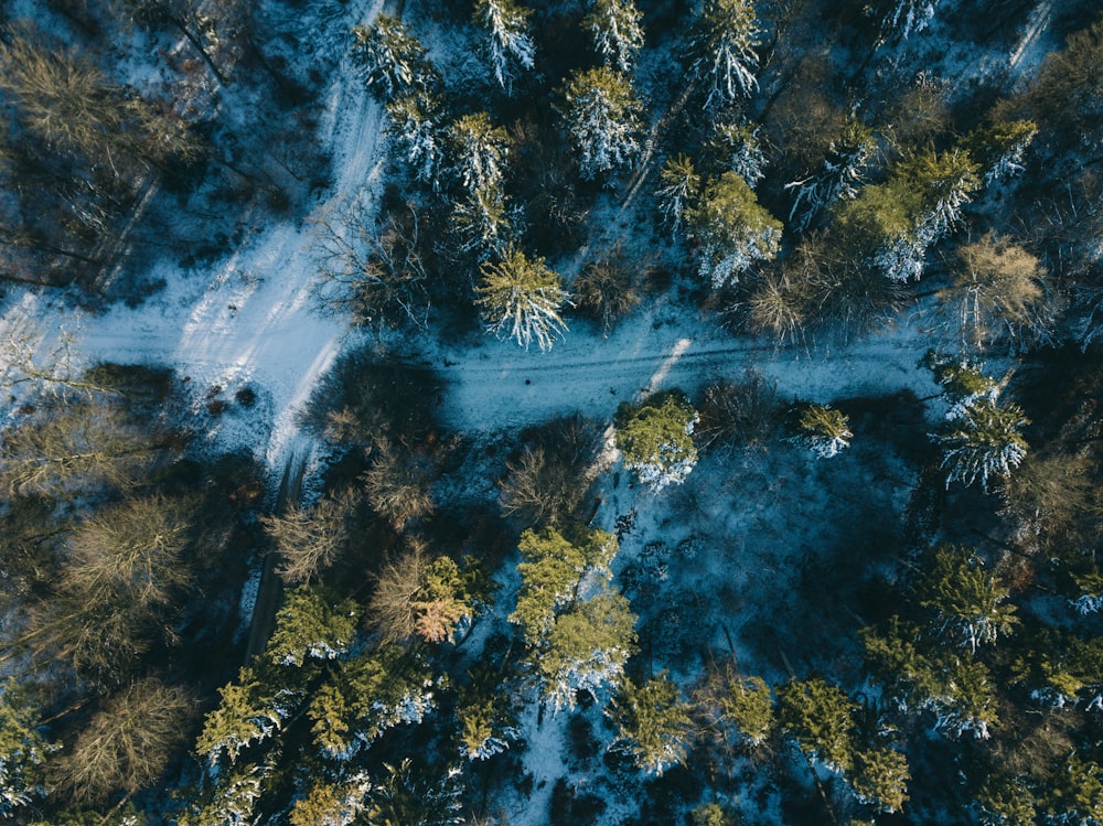 Luftaufnahme des Waldes bei Tag