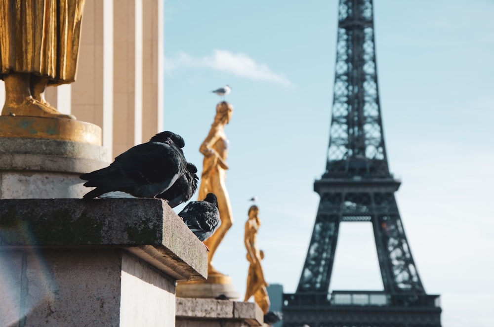 Eiffel tower, Paris at daytime