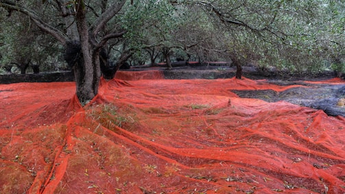 A grove of trees with wide, twisted trunks and dense foliage. The ground is covered in red netting, likely used for harvesting purposes. The nets create a striking contrast against the natural environment.