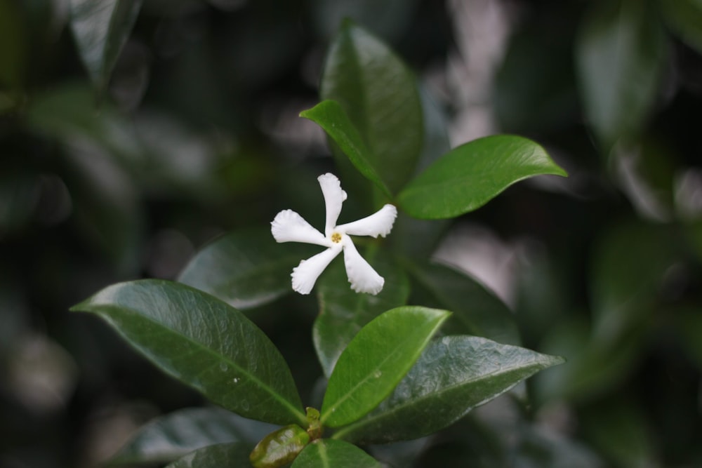 white petal flower with green leaf