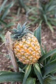 A ripe pineapple is growing on its plant, surrounded by green spiky leaves. The fruit's scales are yellow with a hint of green, indicating its ripeness. It is tethered to a wooden stake for support. The background features a blurred view of more foliage, suggesting a plantation or tropical setting.