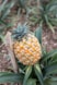 ananas-your-nest-azores-gestao-alojamento-local