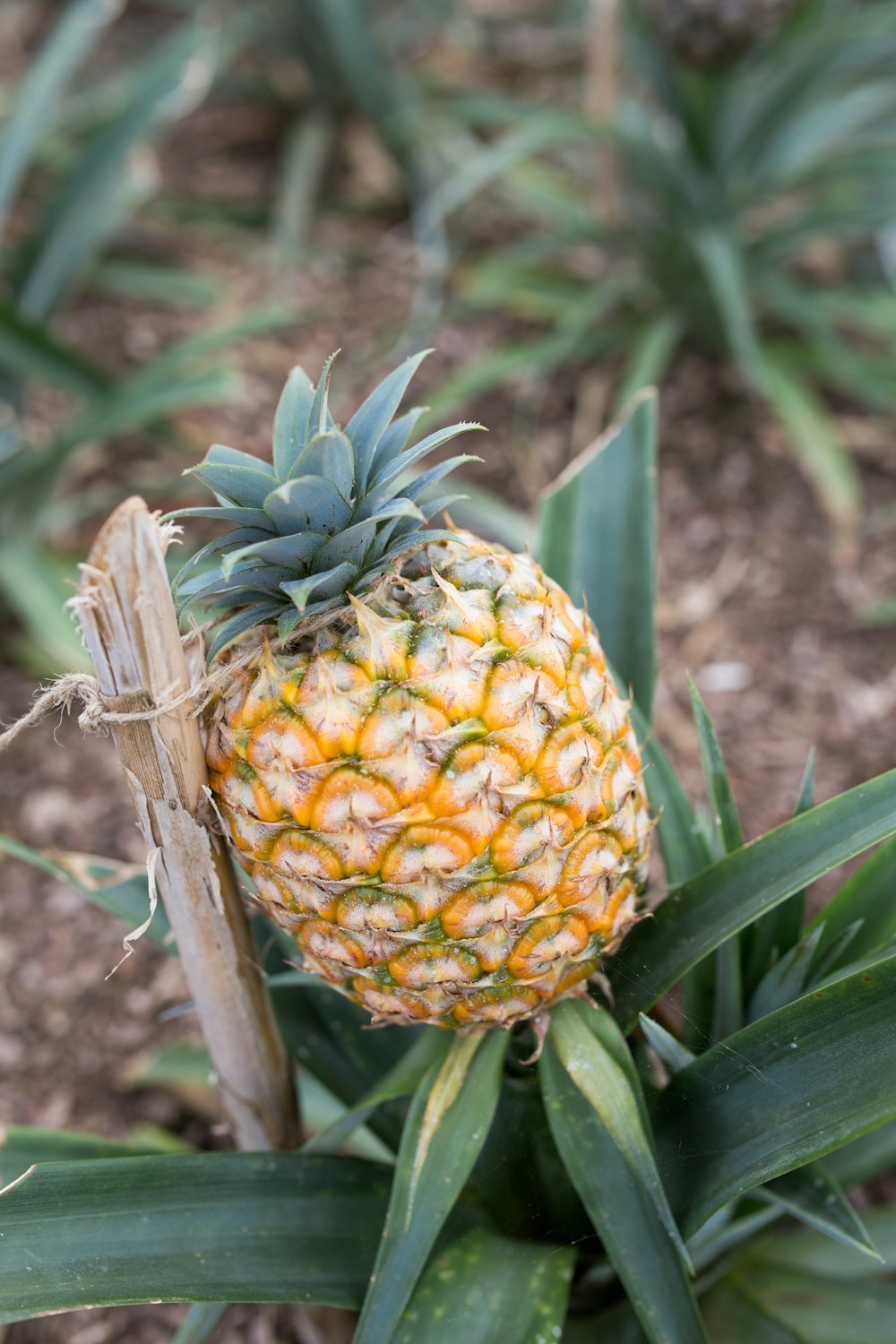 selective focus photography of pineapple fruit