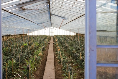 pineapple field