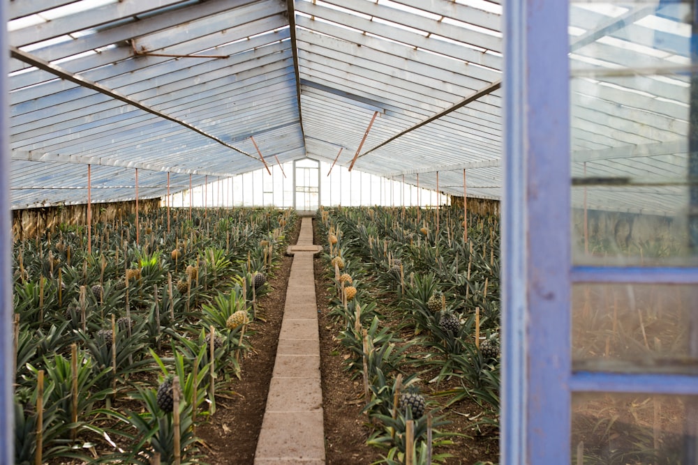 pineapple field