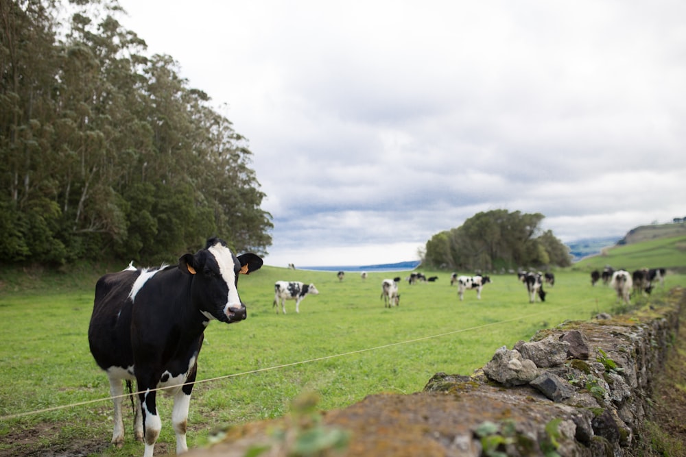 black and white cattle on green open field near trees