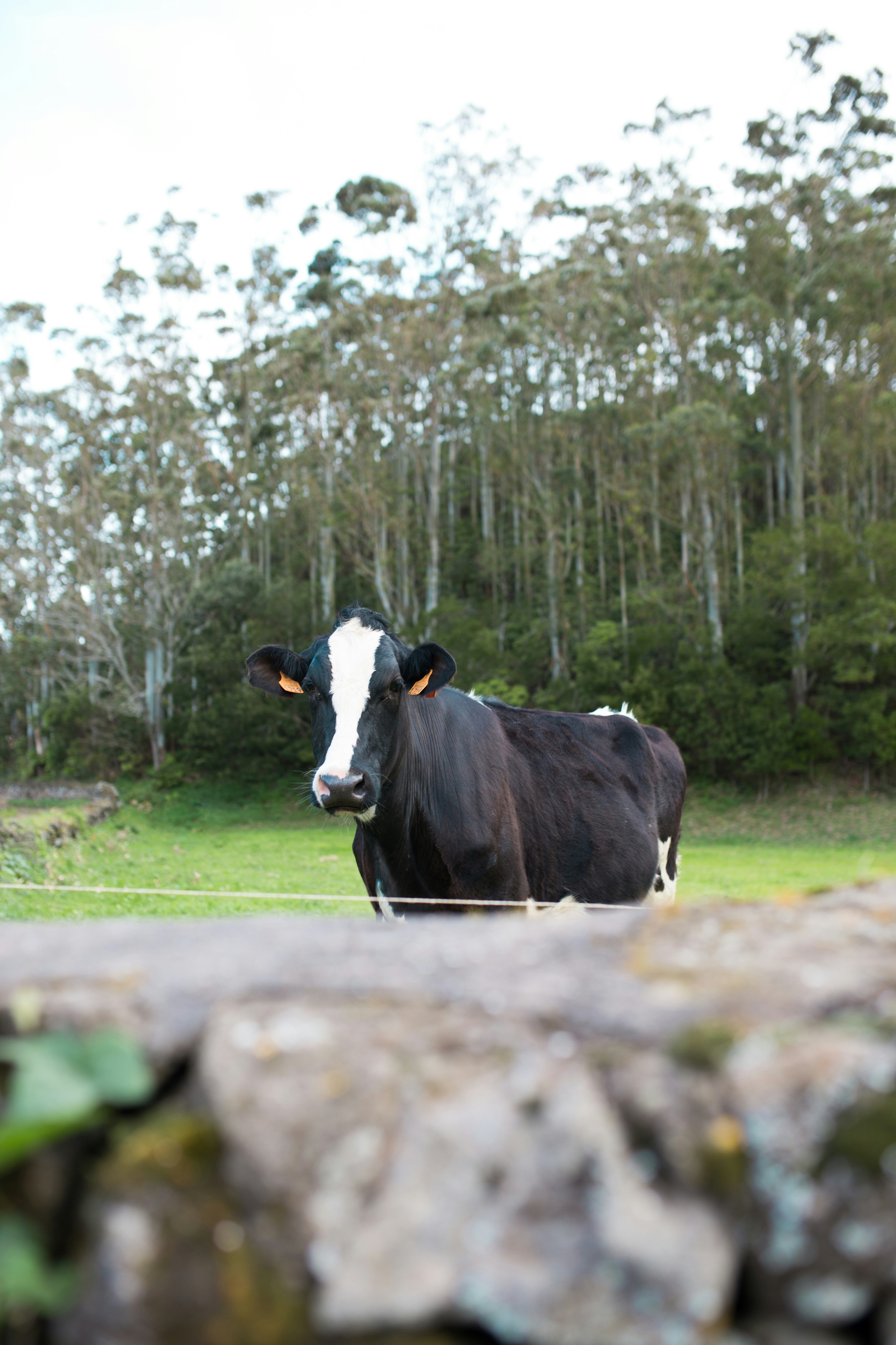 Photo by saricardoso