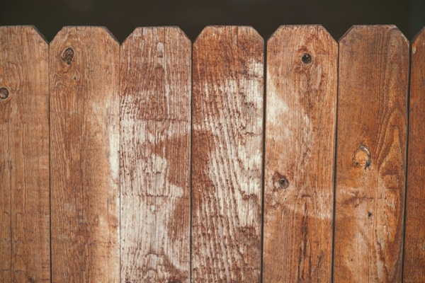 Cedar