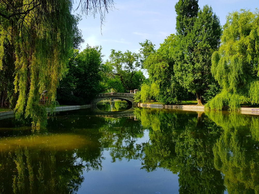 gray concrete arch bridge with trees