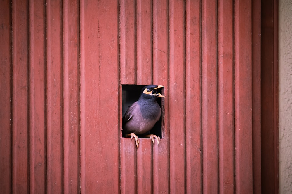 日中にドアにとまる茶色の鳥