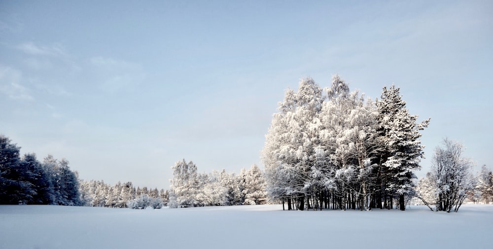 snow covered trees during daytime