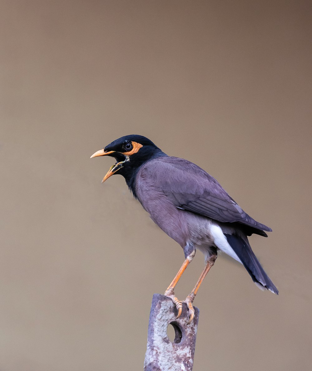 pájaro gris que se posa en la parte de metal marrón