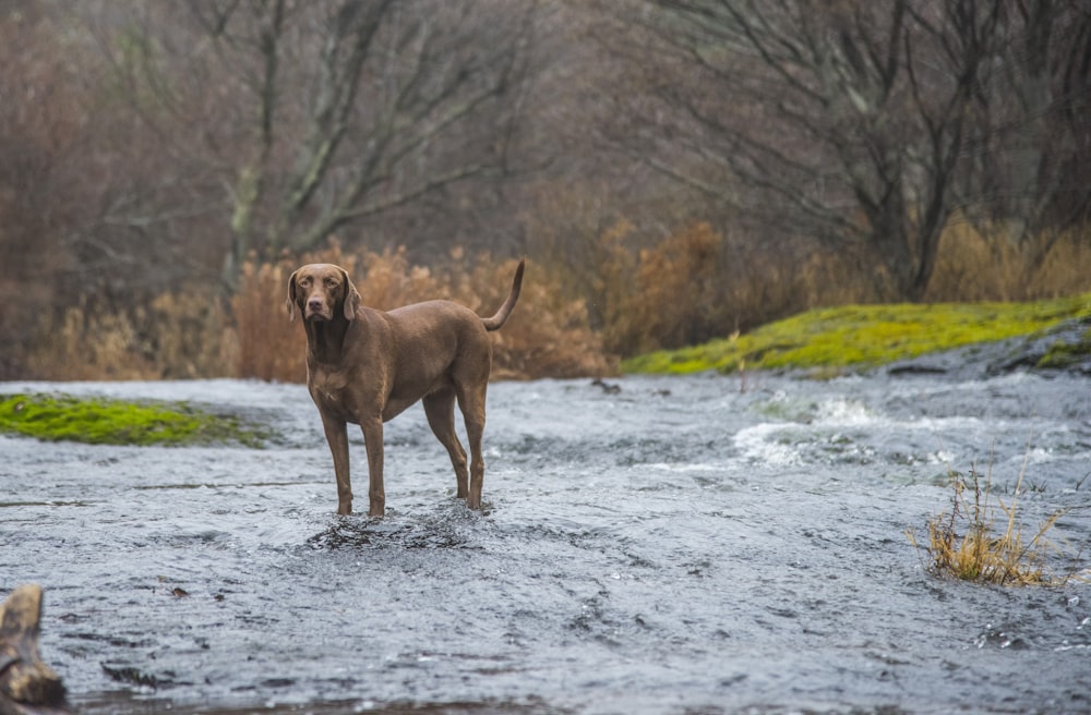 short-coated brown dog standing on body of water near trees