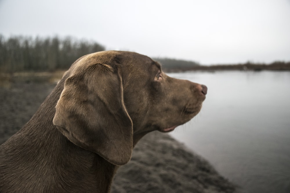 adult chocolate Labrador Retriever looking at lake