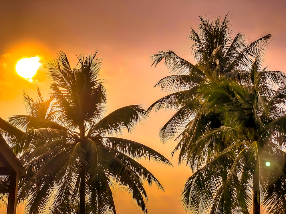 green coconut palm trees under sunlight