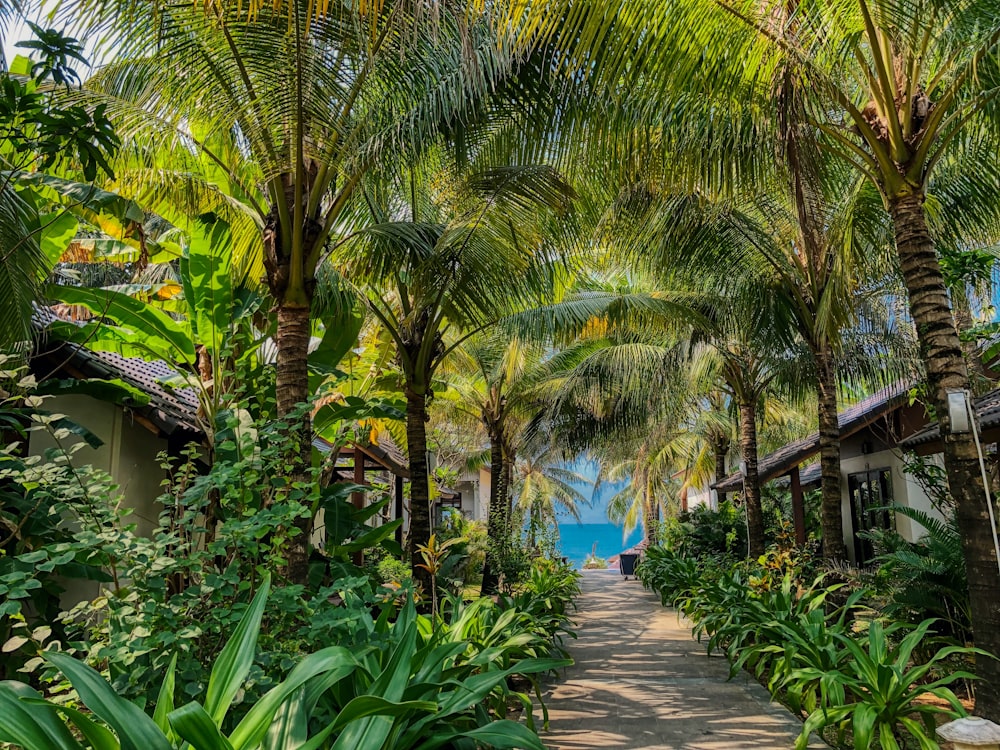 pathway between palm trees during daytime