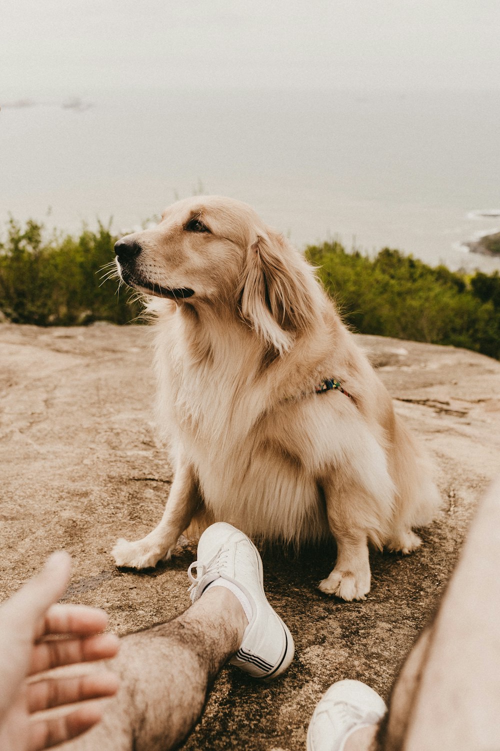 brown dog sitting on ground