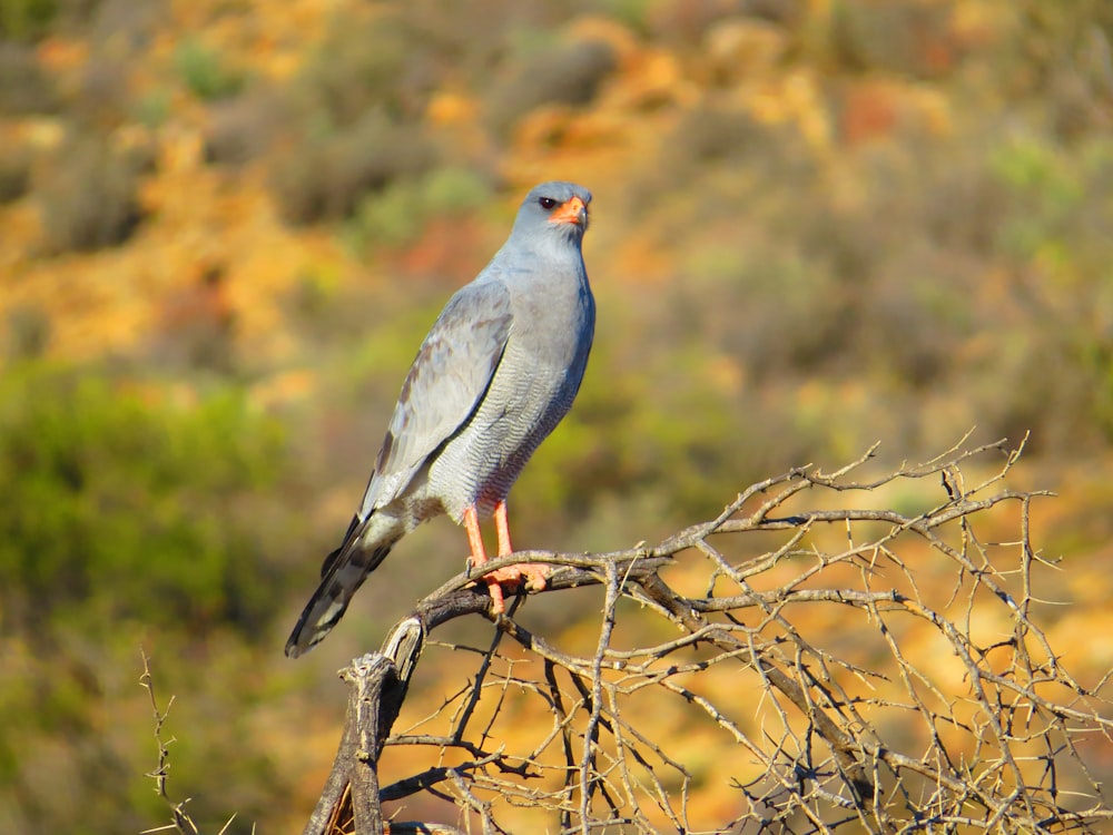 gray falcon perching on brown wooden branch during daytime