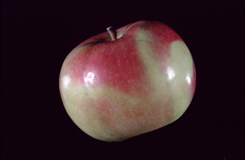 Close-up of a glossy red apple variety displayed on a minimalist white background with deep forest green accents.