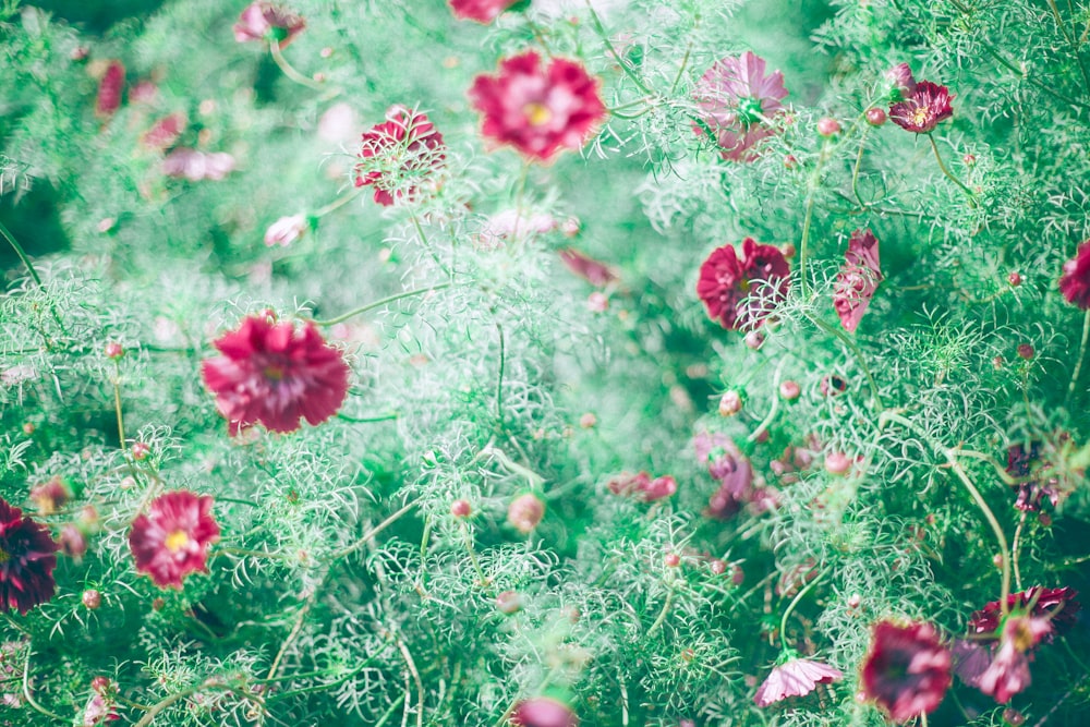 pink-petaled flower