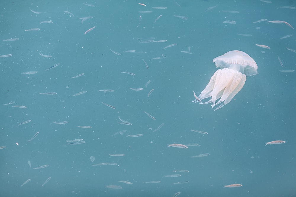 underwater photography of jellyfish