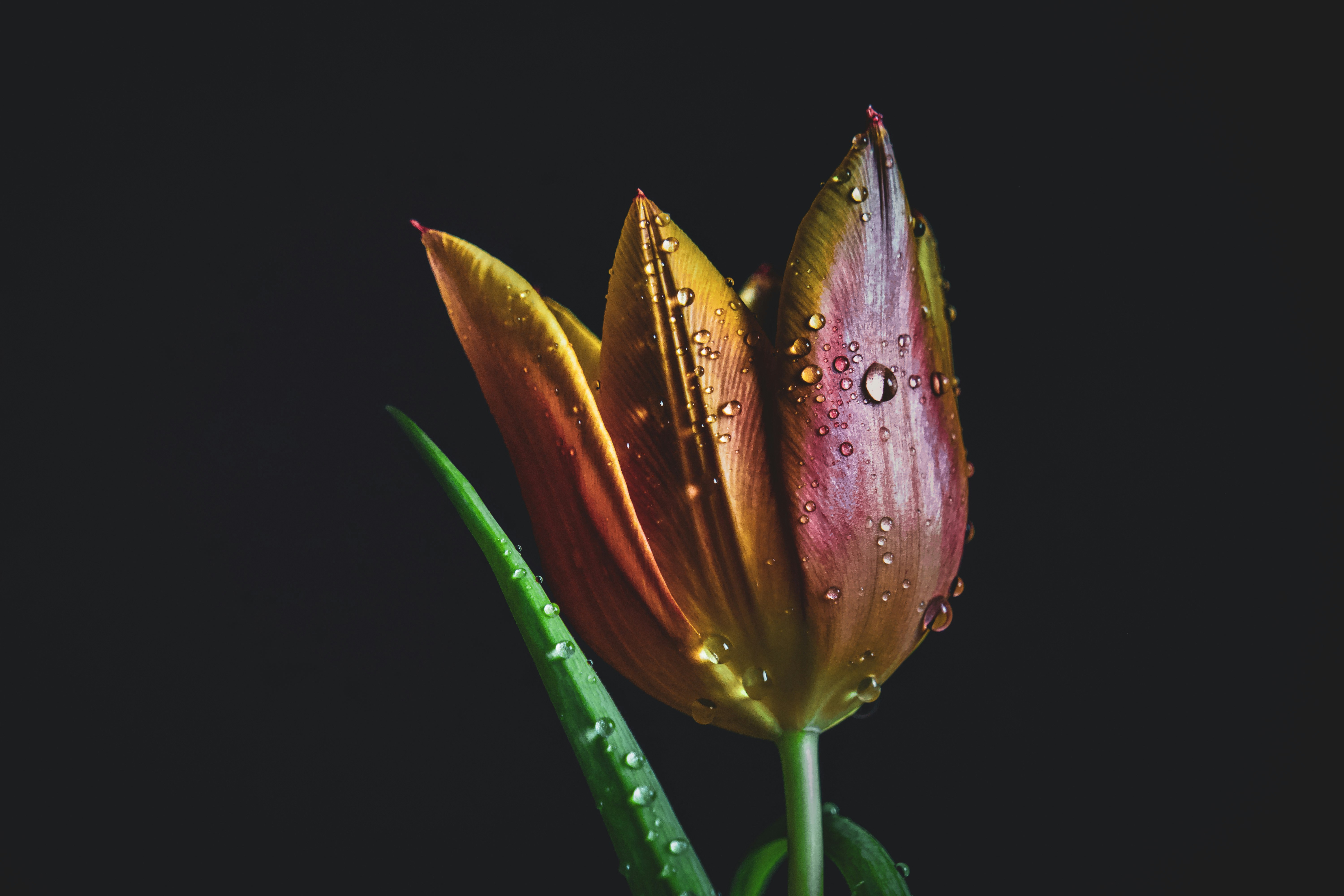 red and yellow petaled flower and water drops