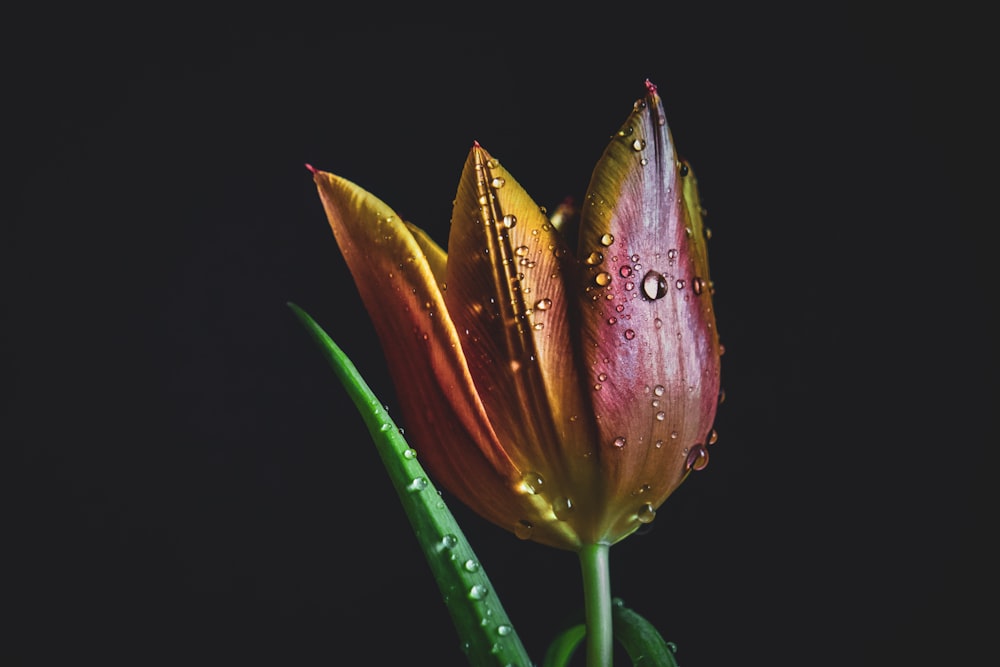 red and yellow petaled flower and water drops